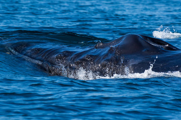 Whale