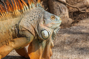 Iguana portrait