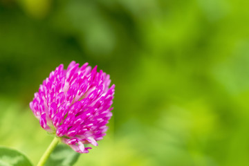 Pink flower of a clover on a green background.
