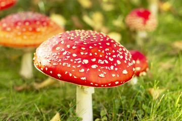 Reds in a white peas fly agaric, on a glade in the forest.
