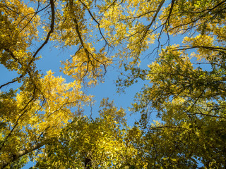 Look up among the trees.
