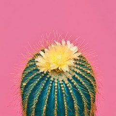 Fashion Cactus with flower in Trendy Color.Minimal