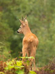 Deer buck, (Capreolus capreolus) In the forest environment