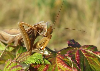 Brown mantis on raspberry leaves in the garden, closeup