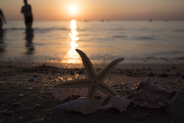Mussels, sea urchins, starfish, seashells on a stone in the sea landscape. Blue sky and ocean waves with rocks at sunset
