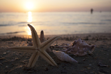Mussels, sea urchins, starfish, seashells on a stone in the sea landscape. Blue sky and ocean waves with rocks at sunset
