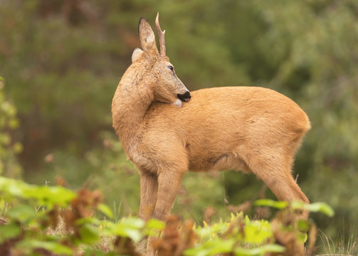 Deer buck, (Capreolus capreolus) In the forest environment.