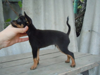 puppies of the Russian Toy Terrier