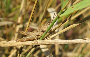Brown grasshopper on branch in autumn garden, closeup
