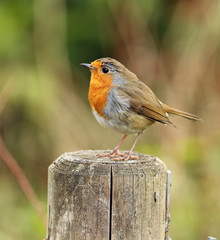 Portrait of a Robin