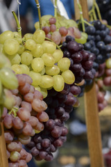 Bunches of grapes of different varieties, close-up