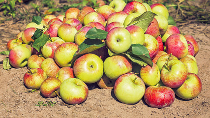 Apples on the ground illuminated by the sun.