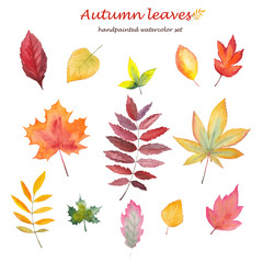 Hand-drawn watercolor autumn leaves on white background