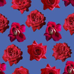 Seamless solid pattern of natural roses. Bright saturated color.  For printing on paper and fabric.