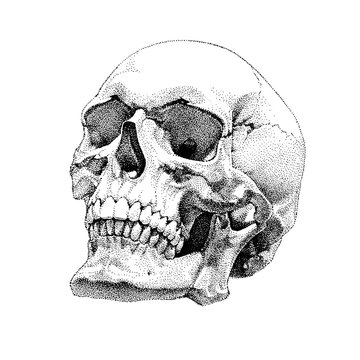 Hand Drawn Dotted Realistic Vector Skull