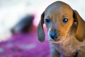 Dachshund puppy autumn garden 