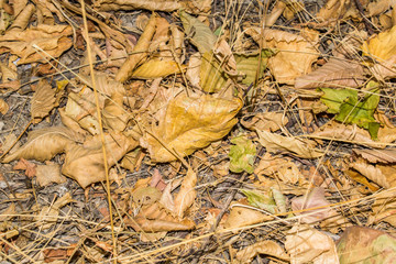 autumn nature yellow leaves grass falling to the ground for design wallpaper background wallpaper