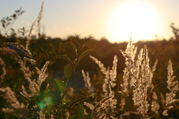 Fototapeta premium Sunset grass