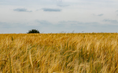stork on arable fields in eastern Poland