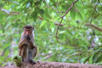 Naklejka na ściany i meble Wild monkey at Sigiriya in Sri Lanka