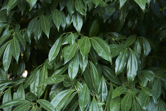 Cocculus laurifolius