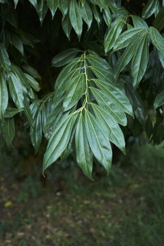 Cocculus laurifolius