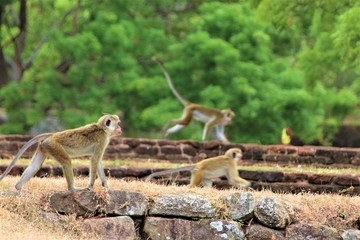 Wild monkey at Sigiriya in Sri Lanka