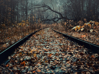 Abandoned forest railway