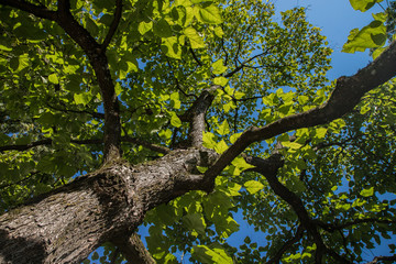 Closeup view of a tree