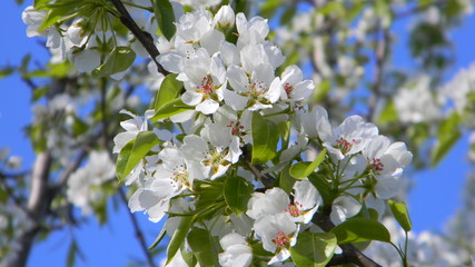 whiting apple tree