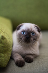 kitten cat scottish straight, lop-eared fluffy, animal tree autumn