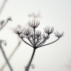 Hoarfrost, autumn, fog