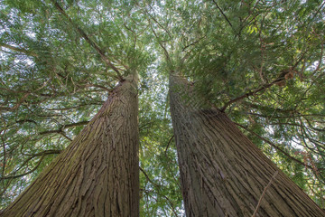 twin thuja © JKeiser