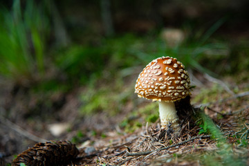 Amanita Muscaria, poisonous mushroom in the forest