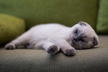 kitten cat scottish straight, lop-eared fluffy, animal tree autumn