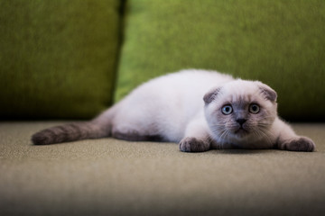 kitten cat scottish straight, lop-eared fluffy, animal tree autumn