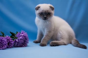 kitten cat scottish straight, lop-eared fluffy, animal tree autumn
