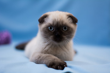 Obraz premium kitten cat scottish straight, lop-eared fluffy, animal tree autumn