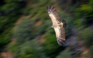 Fototapeta premium Buitre leonado en barrido fotográfico, en las sierras de Cazorla, Segura y Las Villas.