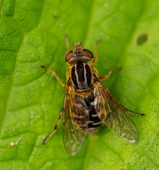 Insect resting