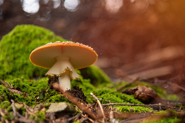 Amanita Muscaria, poisonous mushroom in the forest