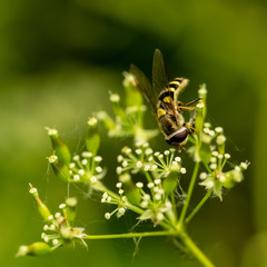 bee