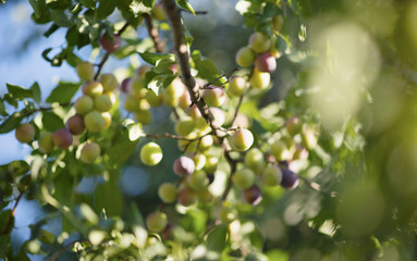 green berries on a tree on a summer day