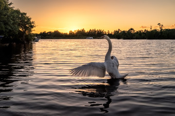 Rising Swan
