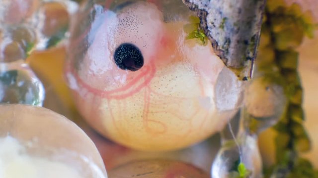 Developing embryo of Ecuadorian Monkey Frog (Phyllomedusa ecuatoriana) day 11. The tadpoles drop into a pool below when fully developed. Heart beating and blood circulating in the gills