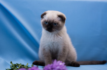 kitten cat scottish straight, lop-eared fluffy, animal tree autumn