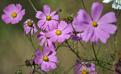 Pink color blossom Cosmos