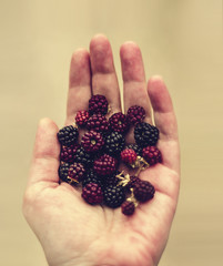 Closeup of a hand´s man holding  freshly picked raspberries in garden outdoors, free space. Ripe red raspberries in man,s hands. Healthy food concept. Horizontal. Woman giving handful of raspberries