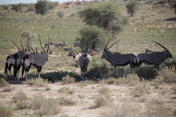 Kalahari 1