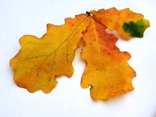Oak branch with yellow autumn leaves and acorn on a white background.